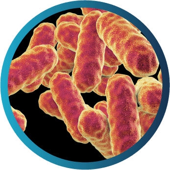 Microscopic view of Serratia marcescens, commonly presenting with osteomyelitis and soft tissue infections; less commonly with pneumonia and sepsis.