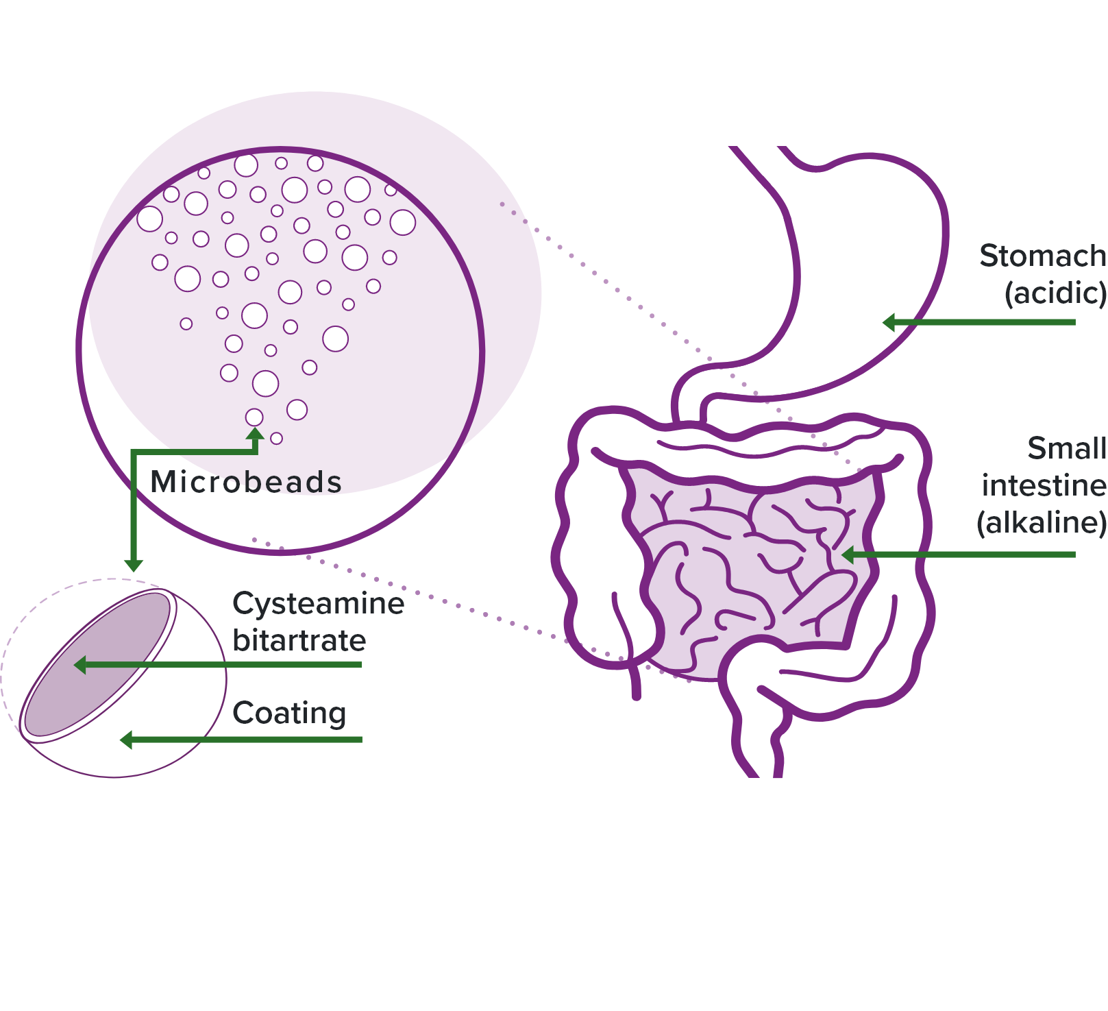 PROCYSBI microbeads release in the small intestine