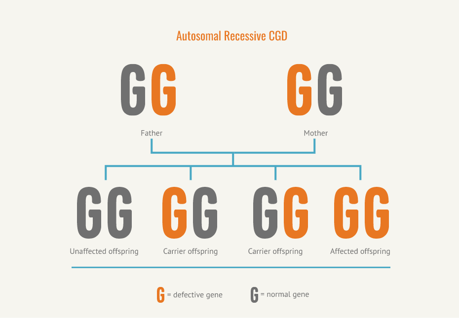 autosomal chart