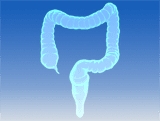 Large intestine