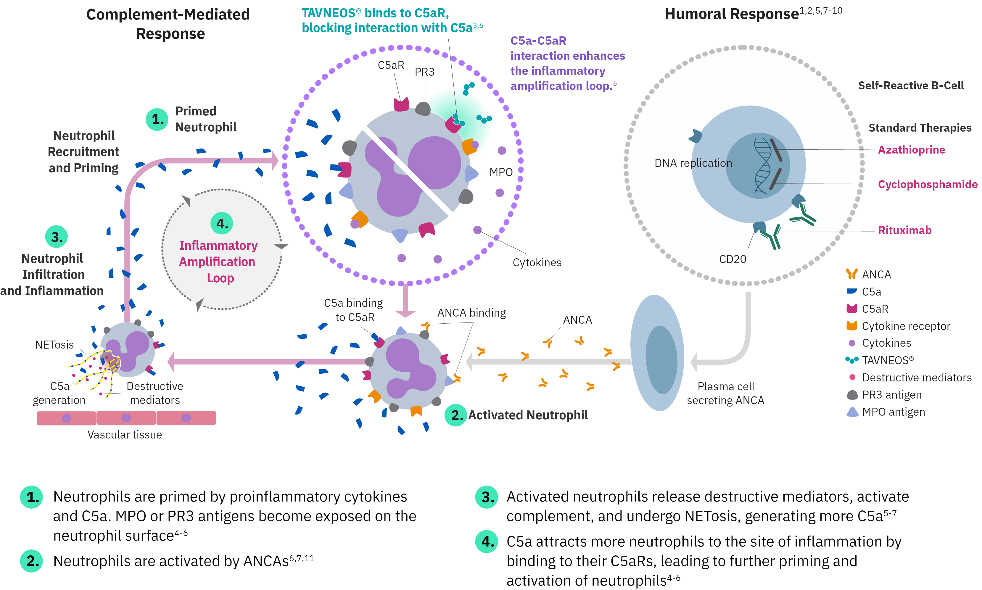 TAVNEOS® (avacopan) Mechanism of Action diagram