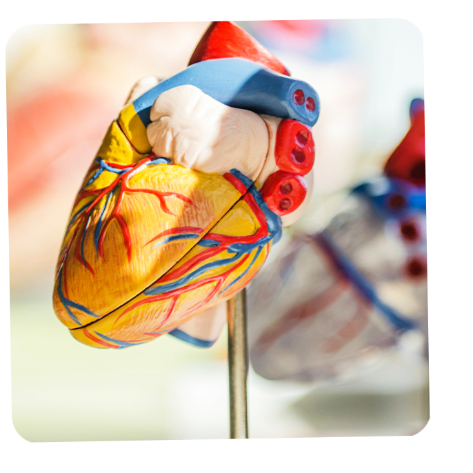 Een anatomisch model van een menselijk hart op een standaard.