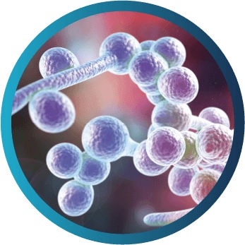 Microscopic view of Candida species associated with sepsis, soft tissue infection, and liver abscess.