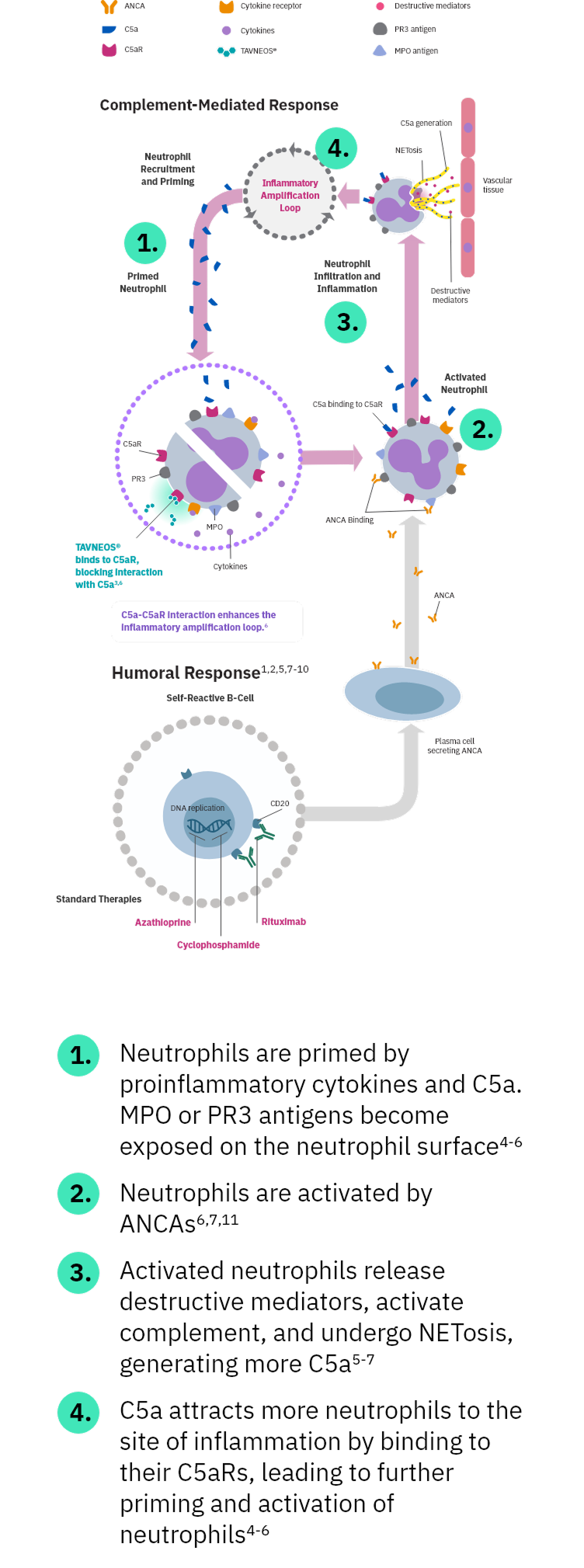 TAVNEOS® (avacopan) Mechanism of Action diagram