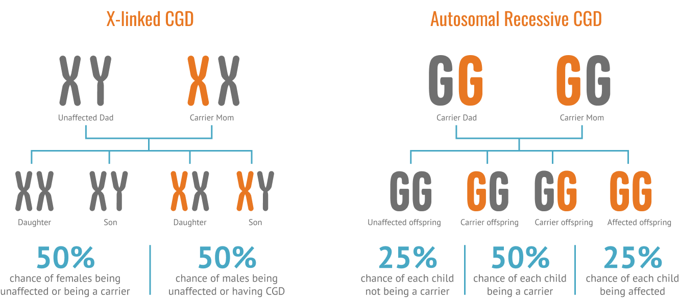 x-linked-cgd-inheritance-pattern-diagram-family