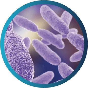 Microscopic view of Klebsiella species
