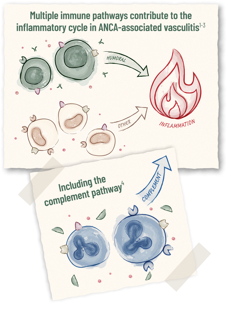 Complement pathways