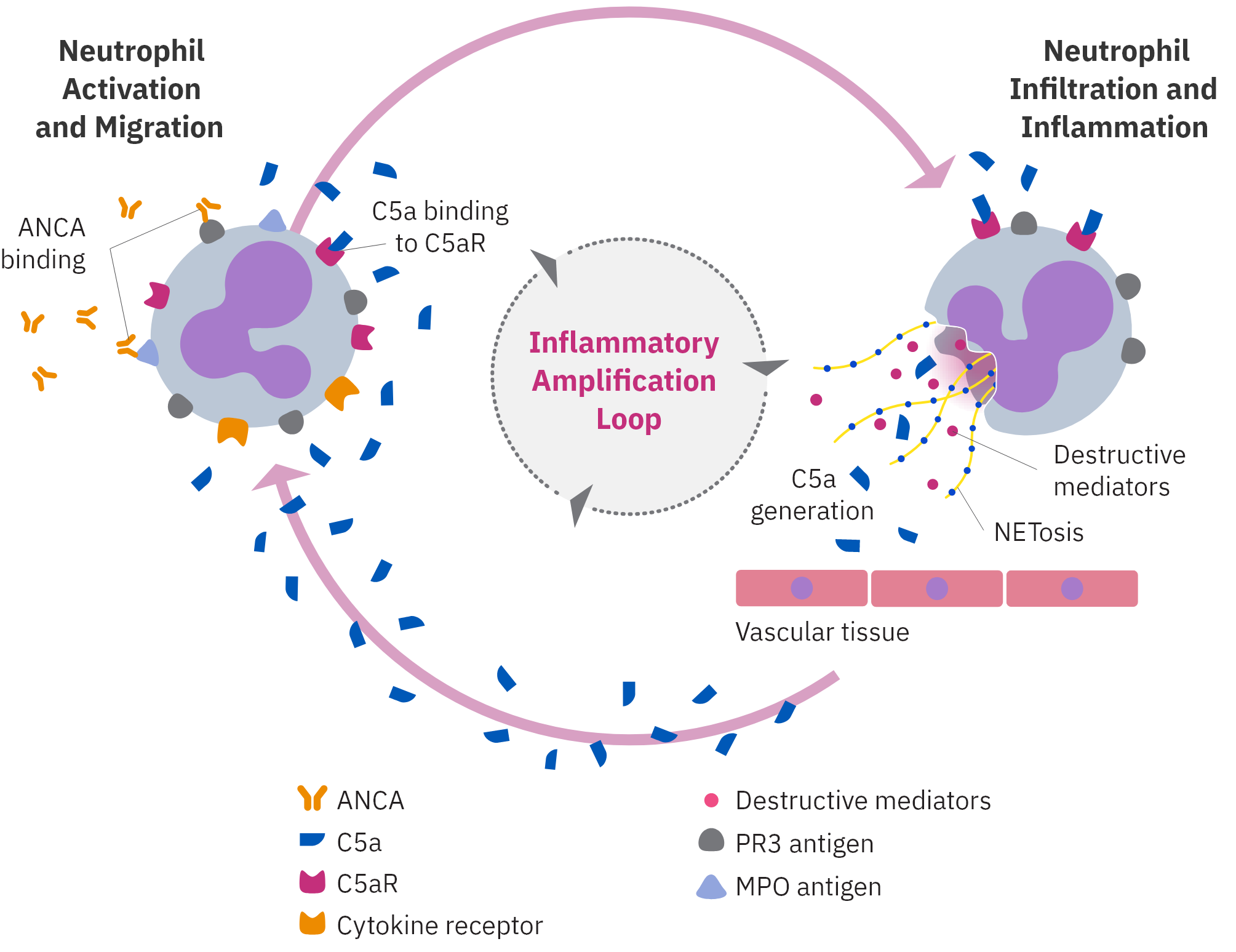 Vascular inflammation in GPA and MPA graphic