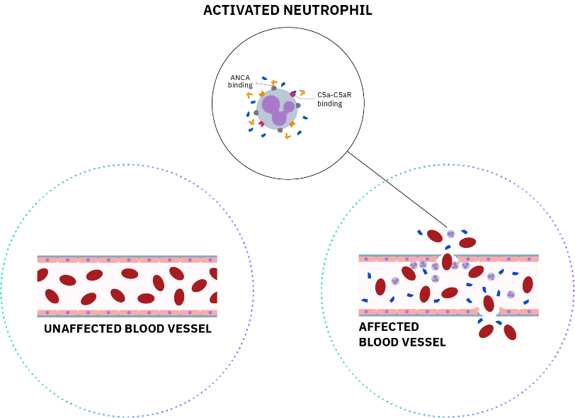 neutrophil