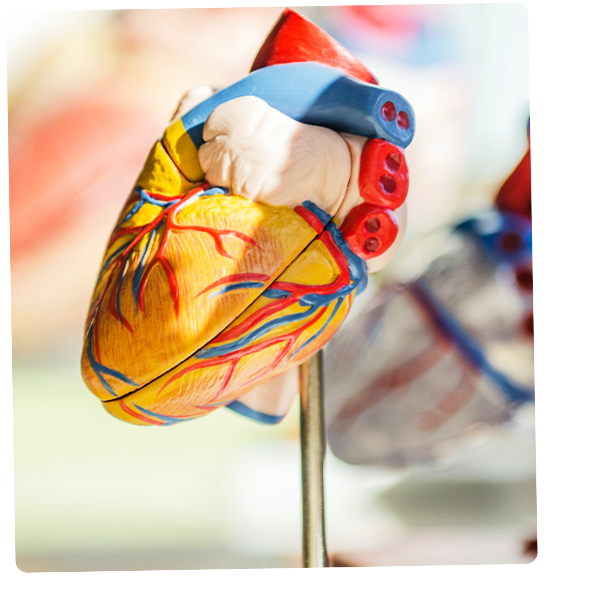 Een anatomisch model van een menselijk hart op een standaard.