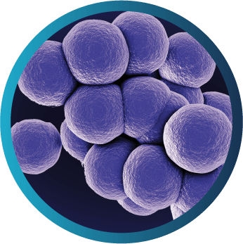 Microscopic view of Staphylococcus aureus