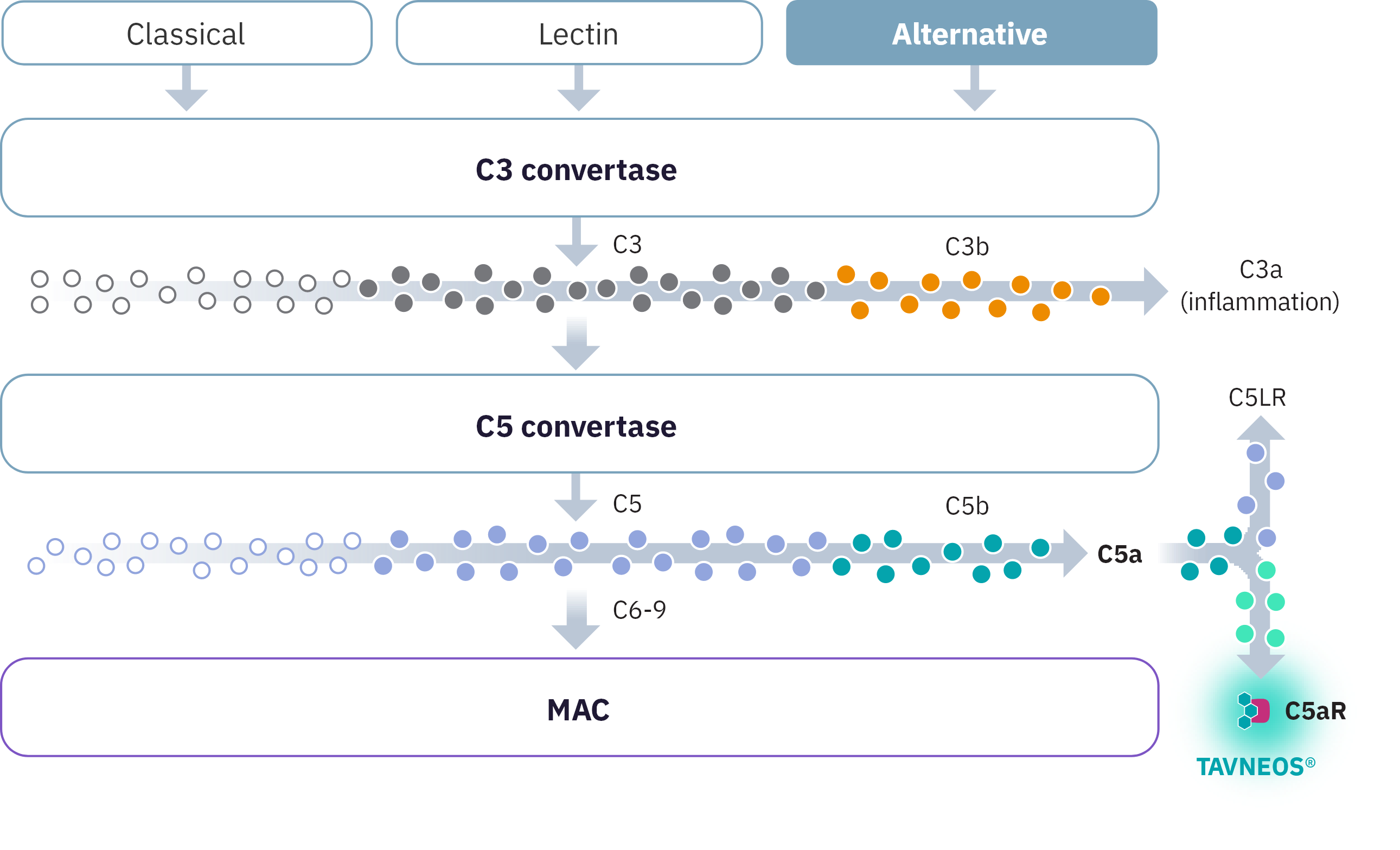 Diagram of TAVNEOS® (avacopan) blocking C5aR