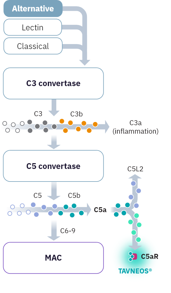 Diagram of TAVNEOS® (avacopan) blocking C5aR