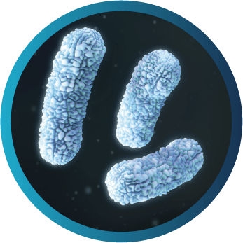 Microscopic view of Burkholderia (formerly pseudomonas) cepacia complex