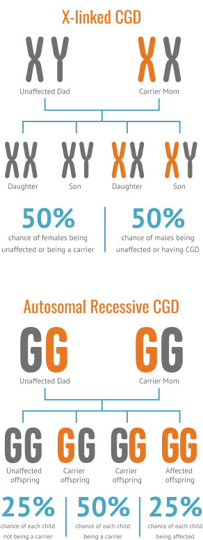 x-linked-cgd-inheritance-pattern-diagram-family-mobile